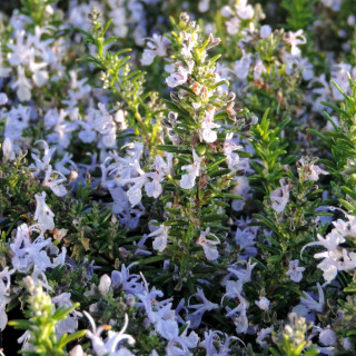 plantes-vivaces-rosmarinus-officinalis-corsican-blue-romarin-en-vente-pepiniere-lepage-