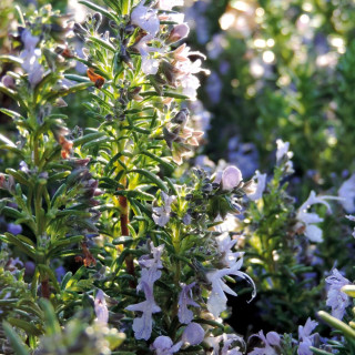 plantes-vivaces-rosmarinus-officinalis-corsican-blue-romarin-en-vente-pepiniere-lepage-