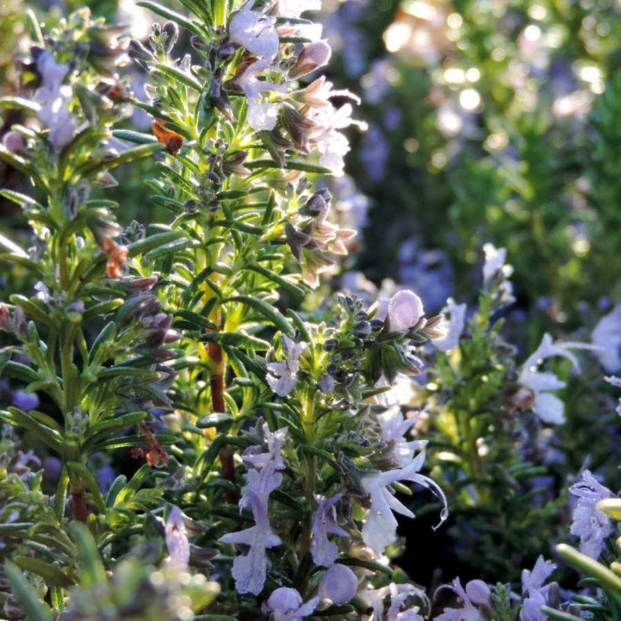 plantes-vivaces-rosmarinus-officinalis-corsican-blue-romarin-en-vente-pepiniere-lepage-