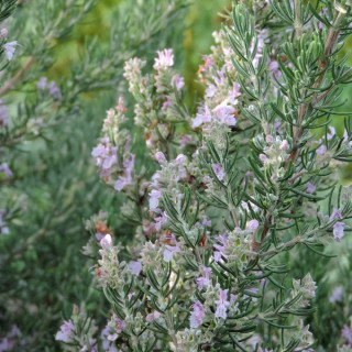 plantes-vivaces-rosmarinus-officinalis-majorca-pink-romarin-en-vente-pepiniere-lepage-