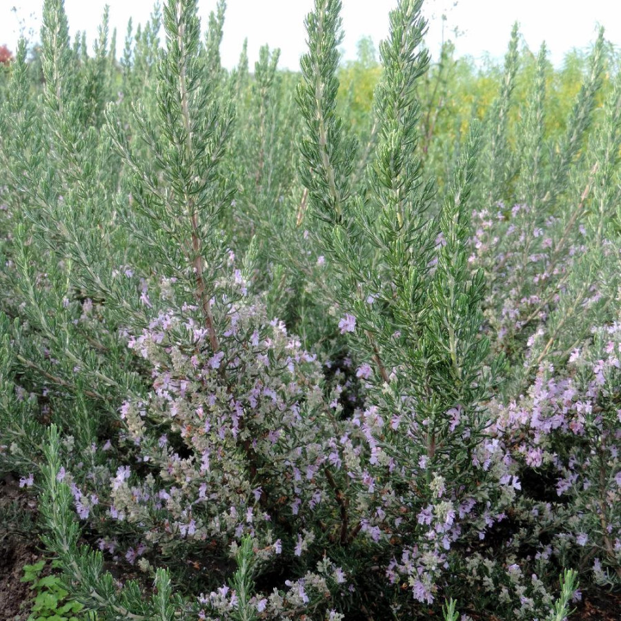 plantes-vivaces-rosmarinus-officinalis-majorca-pink-romarin-en-vente-pepiniere-lepage-