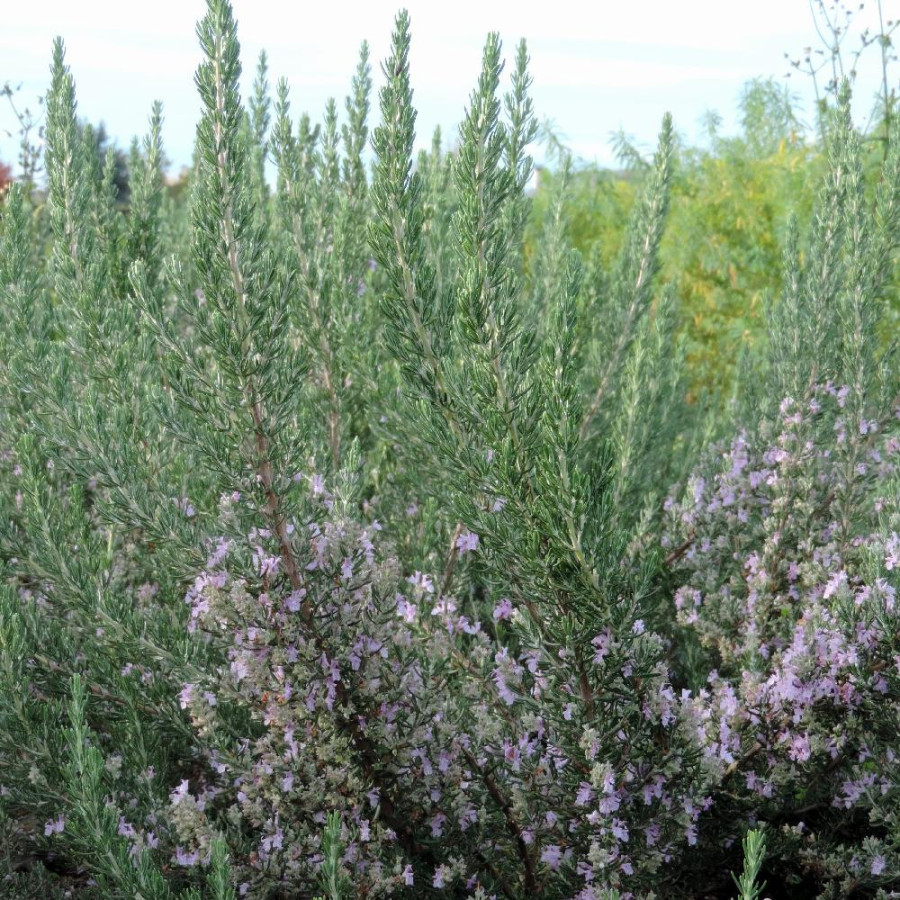 plantes-vivaces-rosmarinus-officinalis-majorca-pink-romarin-en-vente-pepiniere-lepage-