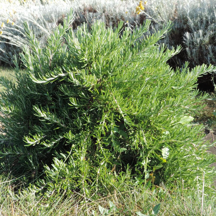 Plantes Vivaces ROSMARINUS officinalis 'Pointe du Raz' - Romarin en vente - Pépinière Lepage .