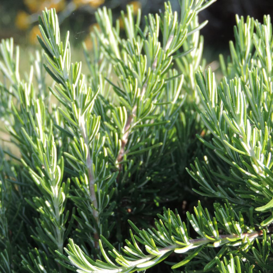 Plantes Vivaces ROSMARINUS officinalis 'Pointe du Raz' - Romarin en vente - Pépinière Lepage .