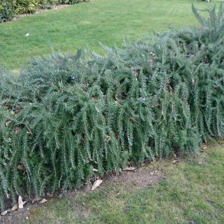 Plantes Vivaces ROSMARINUS officinalis 'Pointe du Raz' - Romarin en vente - Pépinière Lepage .