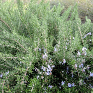 plantes-vivaces-rosmarinus-officinalis-prostratus-lavandulaceus-romarin-en-vente-romarin-rampant-en-vente-pepiniere-lepage-