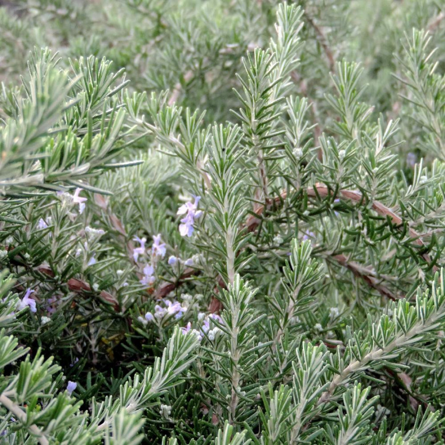 plantes-vivaces-rosmarinus-officinalis-prostratus-lavandulaceus-romarin-en-vente-romarin-rampant-en-vente-pepiniere-lepage-