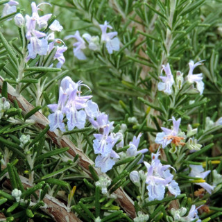 plantes-vivaces-rosmarinus-officinalis-prostratus-lavandulaceus-romarin-en-vente-romarin-rampant-en-vente-pepiniere-lepage-