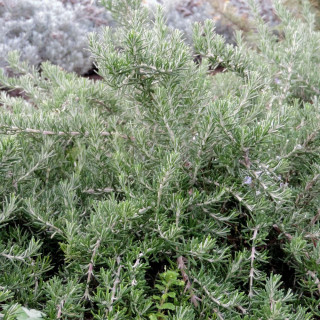 plantes-vivaces-rosmarinus-officinalis-prostratus-lavandulaceus-romarin-en-vente-romarin-rampant-en-vente-pepiniere-lepage-