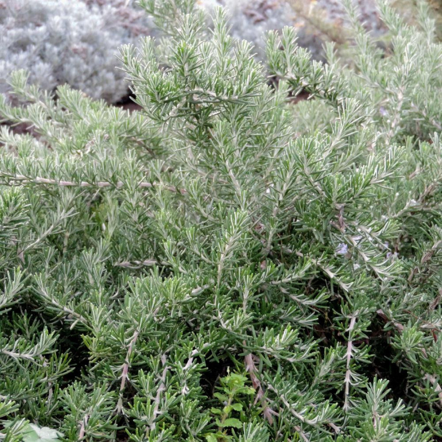 plantes-vivaces-rosmarinus-officinalis-prostratus-lavandulaceus-romarin-en-vente-romarin-rampant-en-vente-pepiniere-lepage-