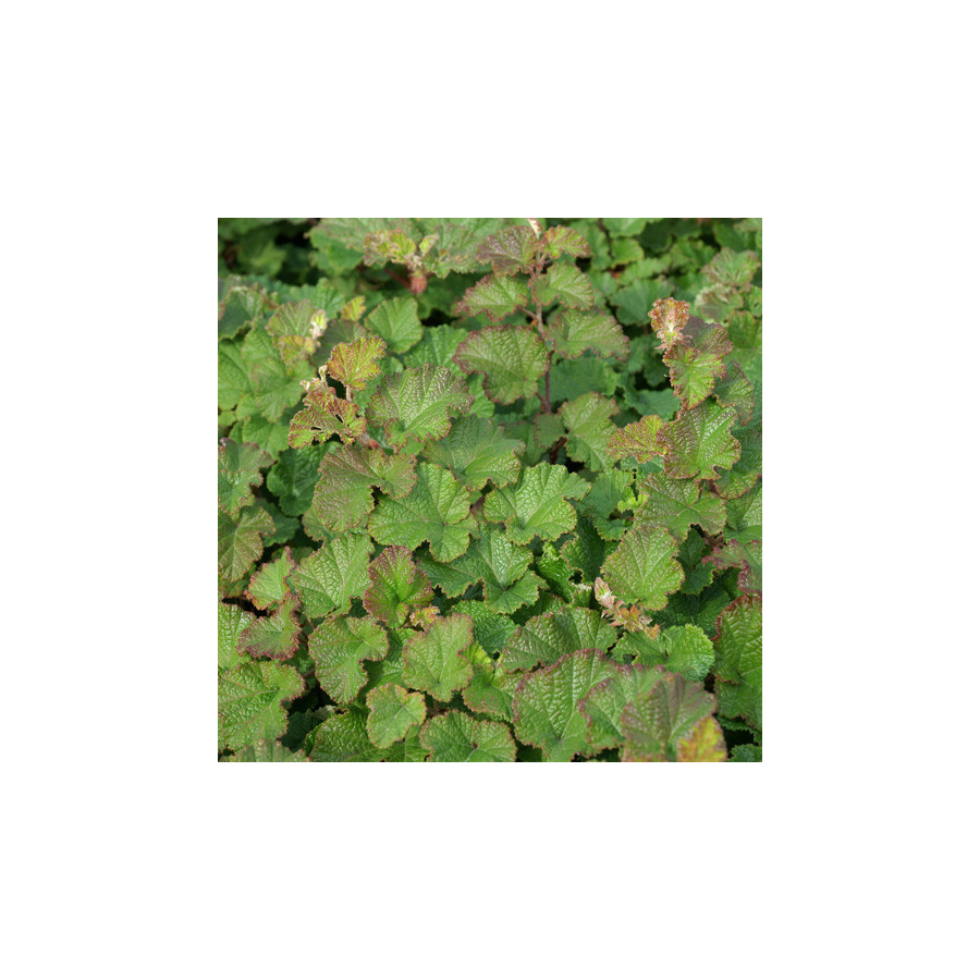 Plantes Vivaces RUBUS 'Betty Ashburner' - Ronce d'ornement en vente - Pépinière Lepage .