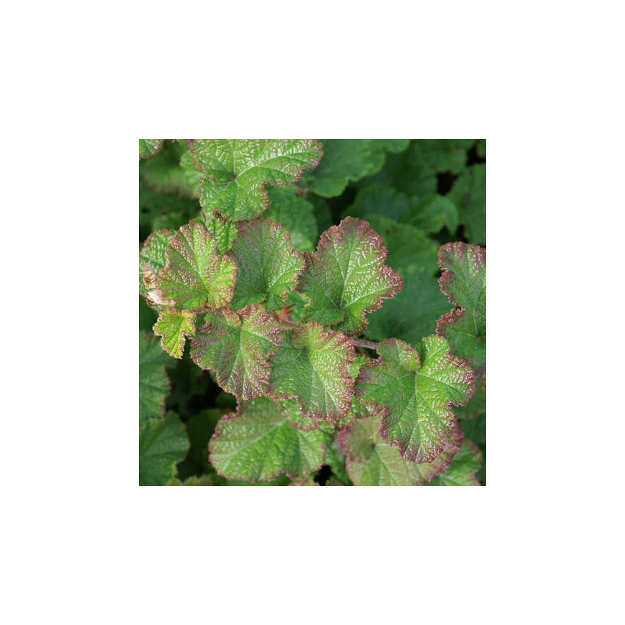 Plantes Vivaces RUBUS 'Betty Ashburner' - Ronce d'ornement en vente - Pépinière Lepage .