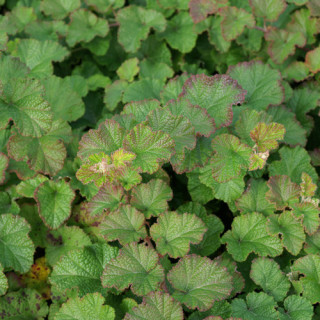 Plantes Vivaces RUBUS 'Betty Ashburner' - Ronce d'ornement en vente - Pépinière Lepage .