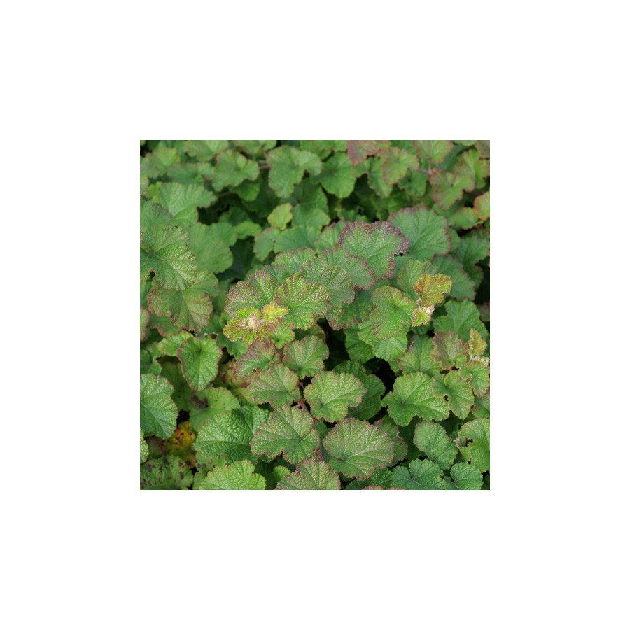 Plantes Vivaces RUBUS 'Betty Ashburner' - Ronce d'ornement en vente - Pépinière Lepage .