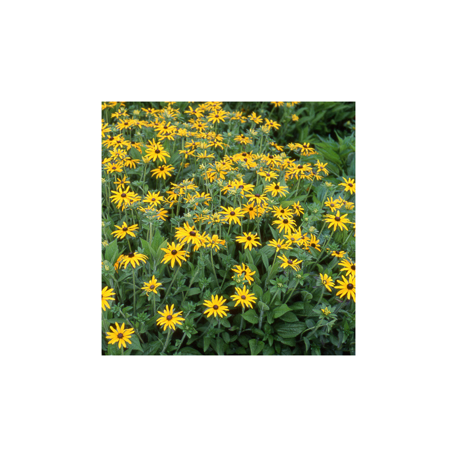 Plantes Vivaces RUDBECKIA fulgida var. deamii en vente - Pépinière Lepage .