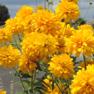 plantes-vivaces-rudbeckia-laciniata-goldquelle-en-vente-pepiniere-lepage-