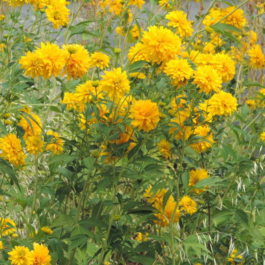 Plantes Vivaces RUDBECKIA laciniata 'Goldquelle' en vente - Pépinière Lepage .