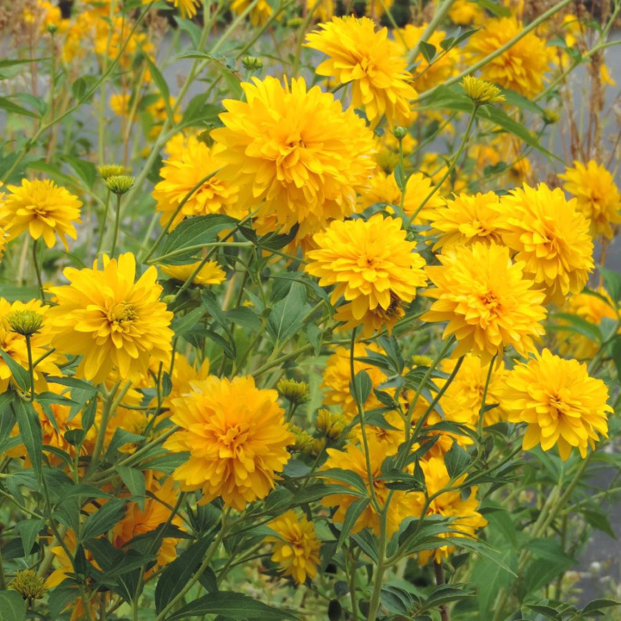 Plantes Vivaces RUDBECKIA laciniata 'Goldquelle' en vente - Pépinière Lepage .