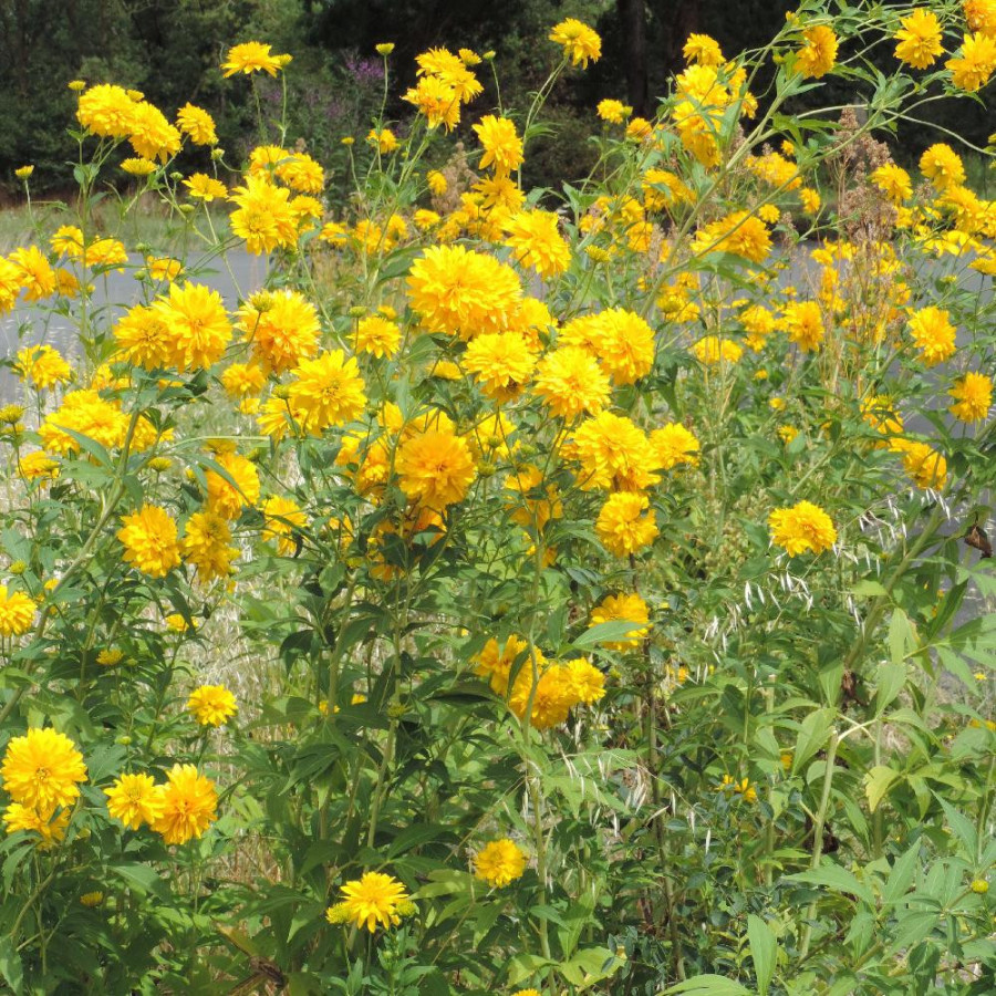 Plantes Vivaces RUDBECKIA laciniata 'Goldquelle' en vente - Pépinière Lepage .