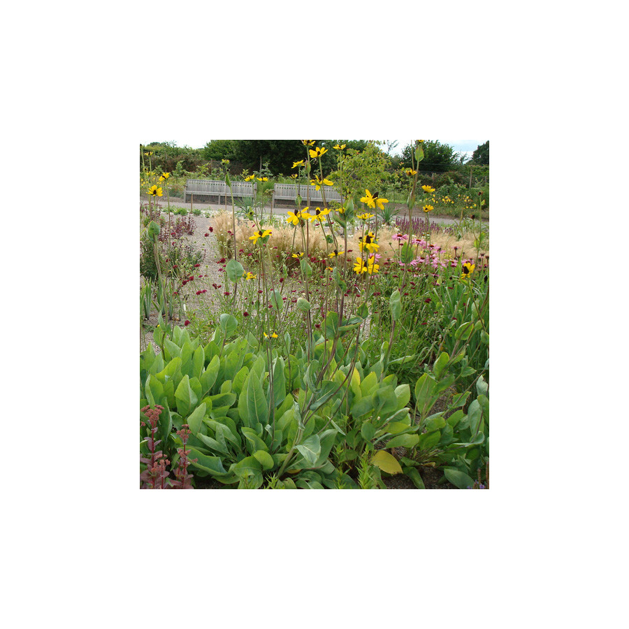 Plantes Vivaces RUDBECKIA maxima en vente - Pépinière Lepage .