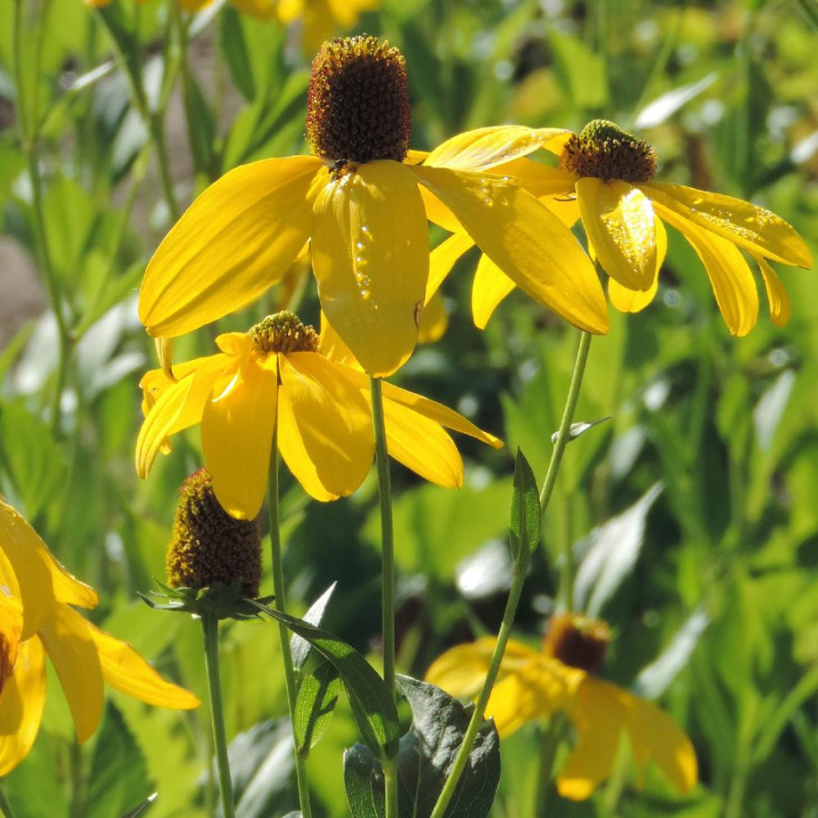 Plantes Vivaces RUDBECKIA nitida 'Herbstsonne' ('Autumn Glory') en vente - Pépinière Lepage .