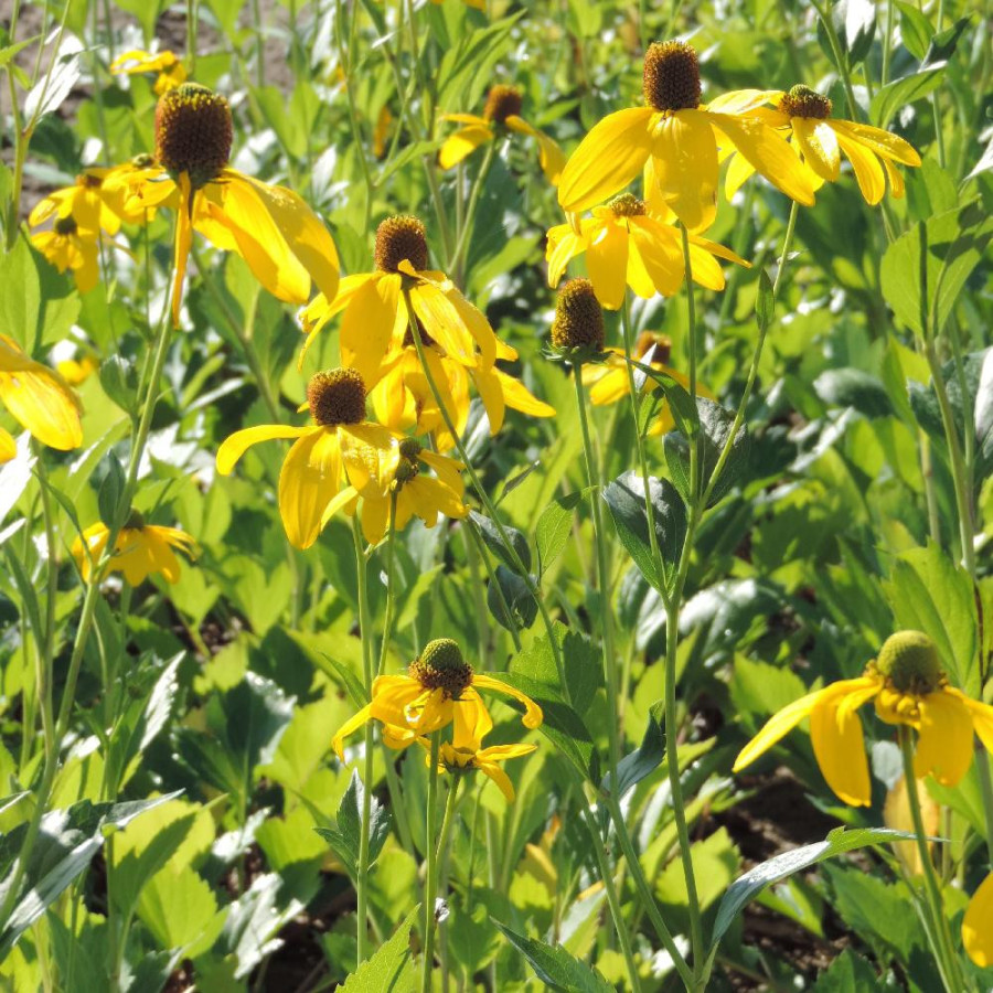 Plantes Vivaces RUDBECKIA nitida 'Herbstsonne' ('Autumn Glory') en vente - Pépinière Lepage .
