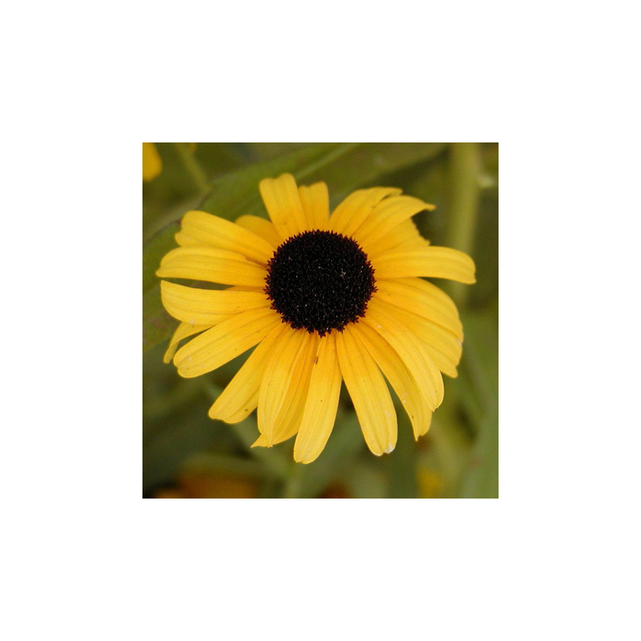 Plantes Vivaces RUDBECKIA subtomentosa en vente - Pépinière Lepage .