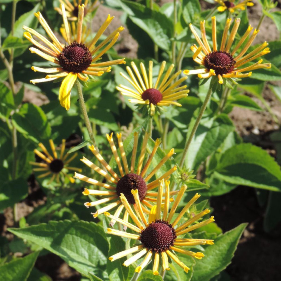 Plantes Vivaces RUDBECKIA subtomentosa 'Henry Eilers' en vente - Pépinière Lepage .