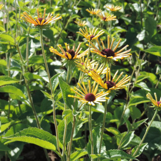 Plantes Vivaces RUDBECKIA subtomentosa 'Henry Eilers' en vente - Pépinière Lepage .