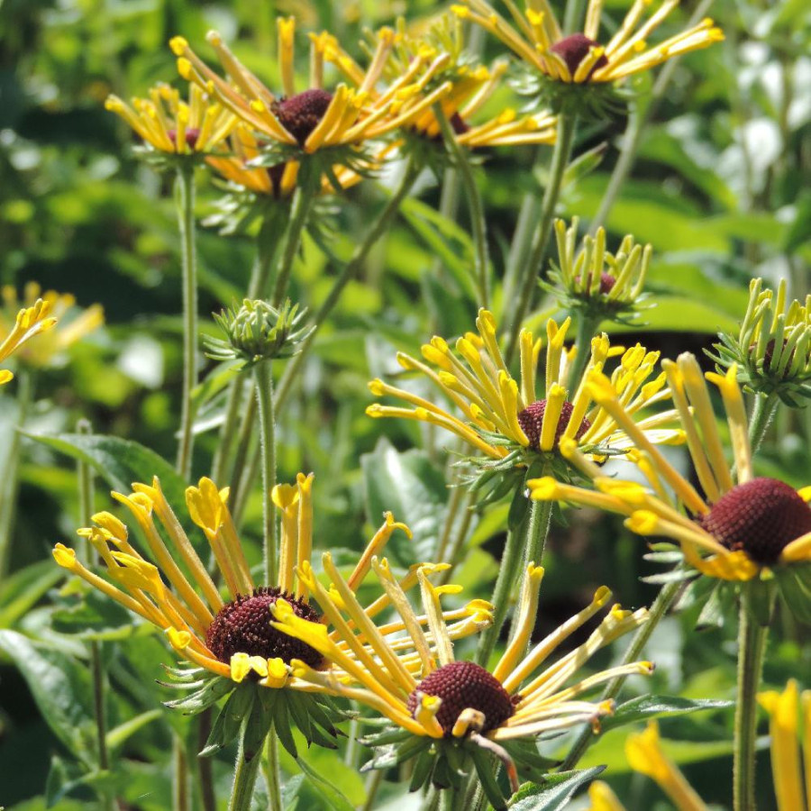 Plantes Vivaces RUDBECKIA subtomentosa 'Henry Eilers' en vente - Pépinière Lepage .