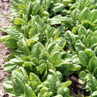 plantes-vivaces-rumex-arifolius-oseille-en-vente-pepiniere-lepage-