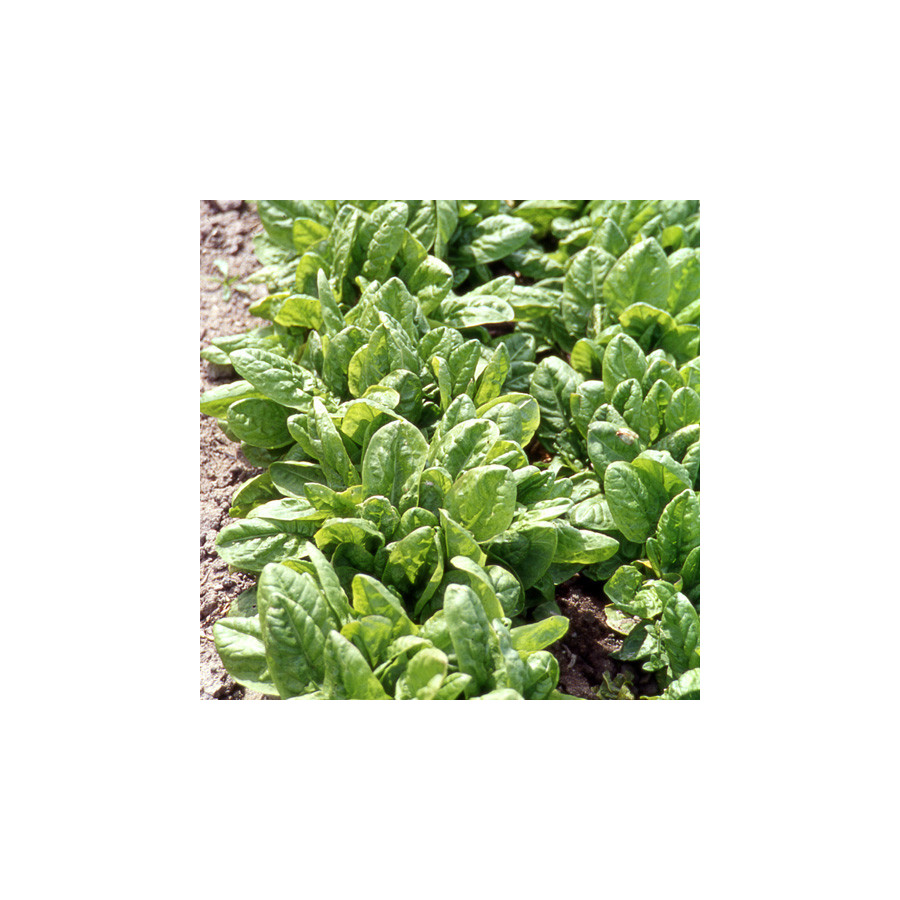 Plantes Vivaces RUMEX arifolius - Oseille en vente - Pépinière Lepage .