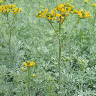 plantes-vivaces-ruta-graveolens-rue-des-jardins-en-vente-rue-fetide-en-vente-pepiniere-lepage-