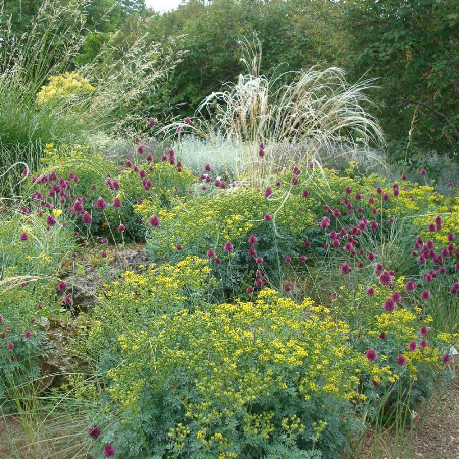 Plantes Vivaces RUTA graveolens - Rue des jardins en vente - Rue fétide en vente - Pépinière Lepage .