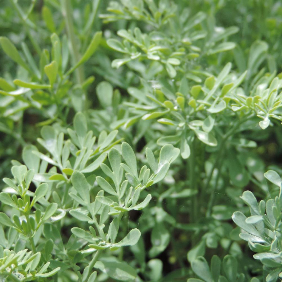 Plantes Vivaces RUTA graveolens - Rue des jardins en vente - Rue fétide en vente - Pépinière Lepage .