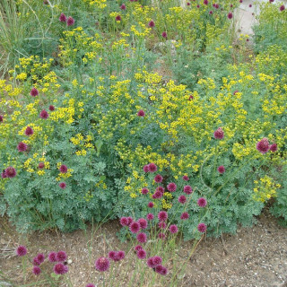 Plantes Vivaces RUTA graveolens - Rue des jardins en vente - Rue fétide en vente - Pépinière Lepage .