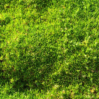 Plantes Vivaces SAGINA subulata - Sagine en vente - Pépinière Lepage .