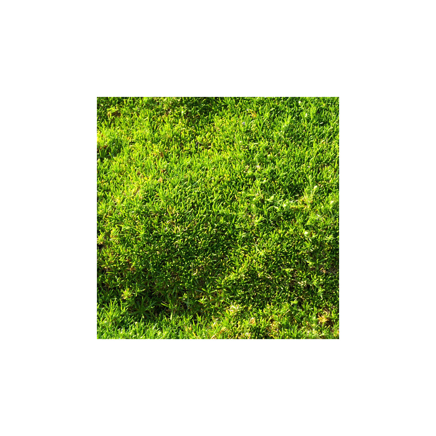 Plantes Vivaces SAGINA subulata - Sagine en vente - Pépinière Lepage .