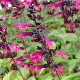 plantes-vivaces-salvia-amante-R-en-vente-pepiniere-lepage-