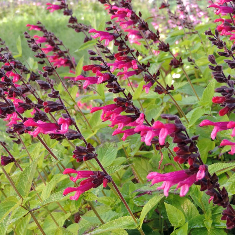 Plantes Vivaces SALVIA 'Amante'® en vente - Pépinière Lepage .