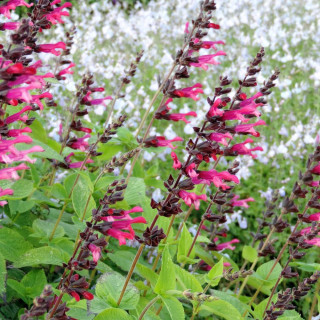 Plantes Vivaces SALVIA 'Amante'® en vente - Pépinière Lepage .