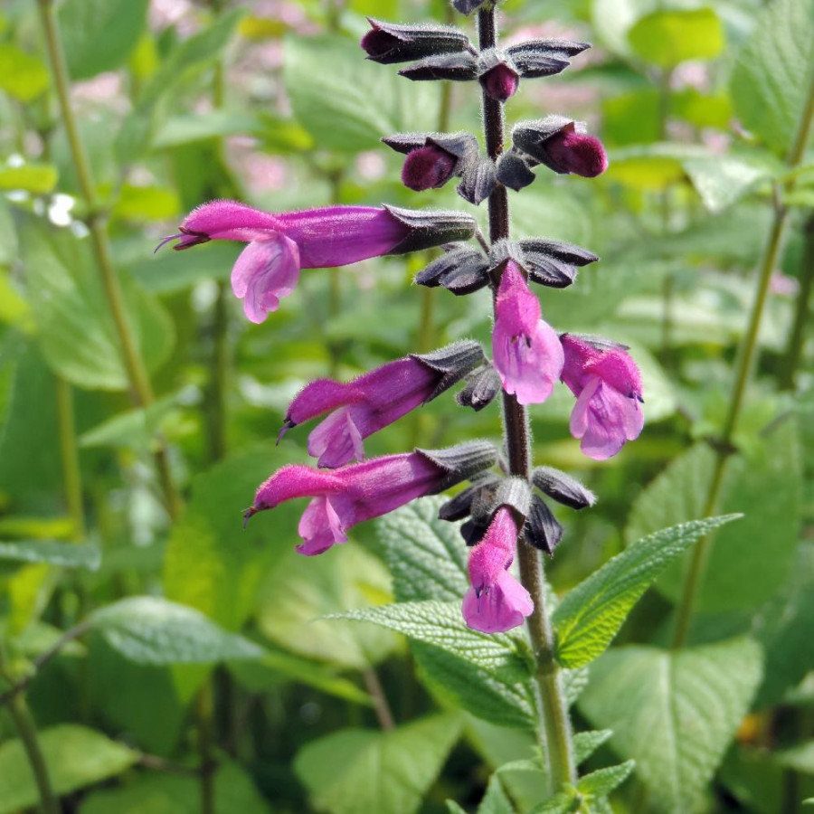 SALVIA 'Amigo'