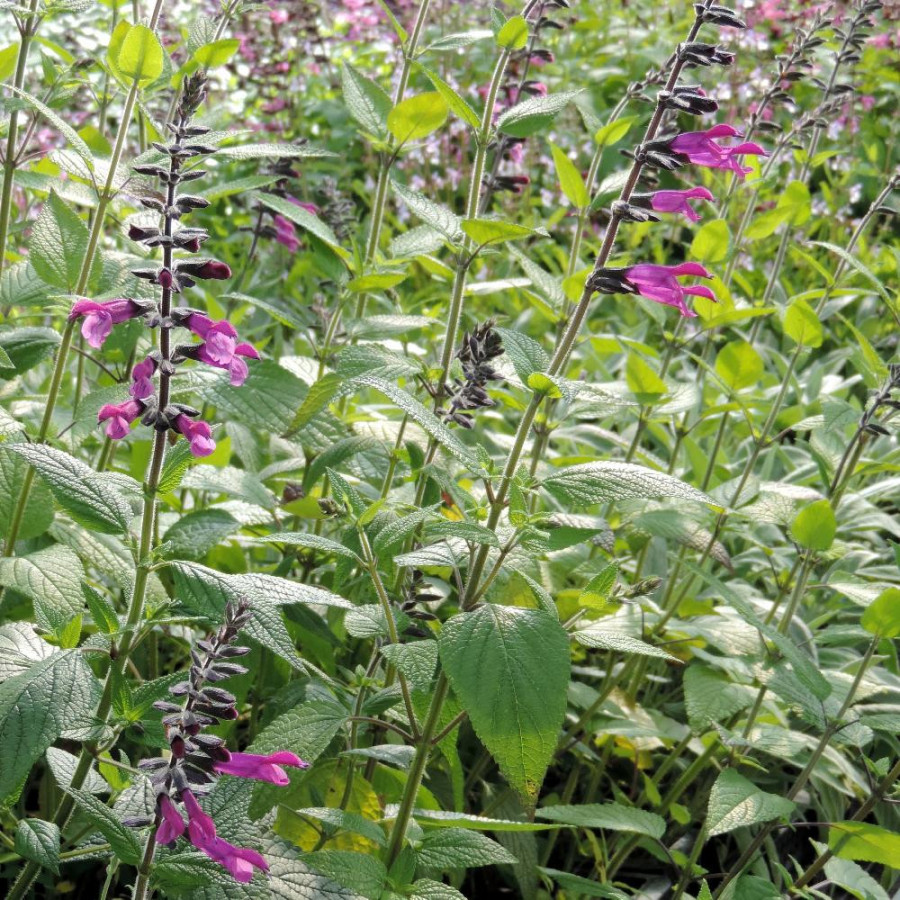 SALVIA 'Amigo'