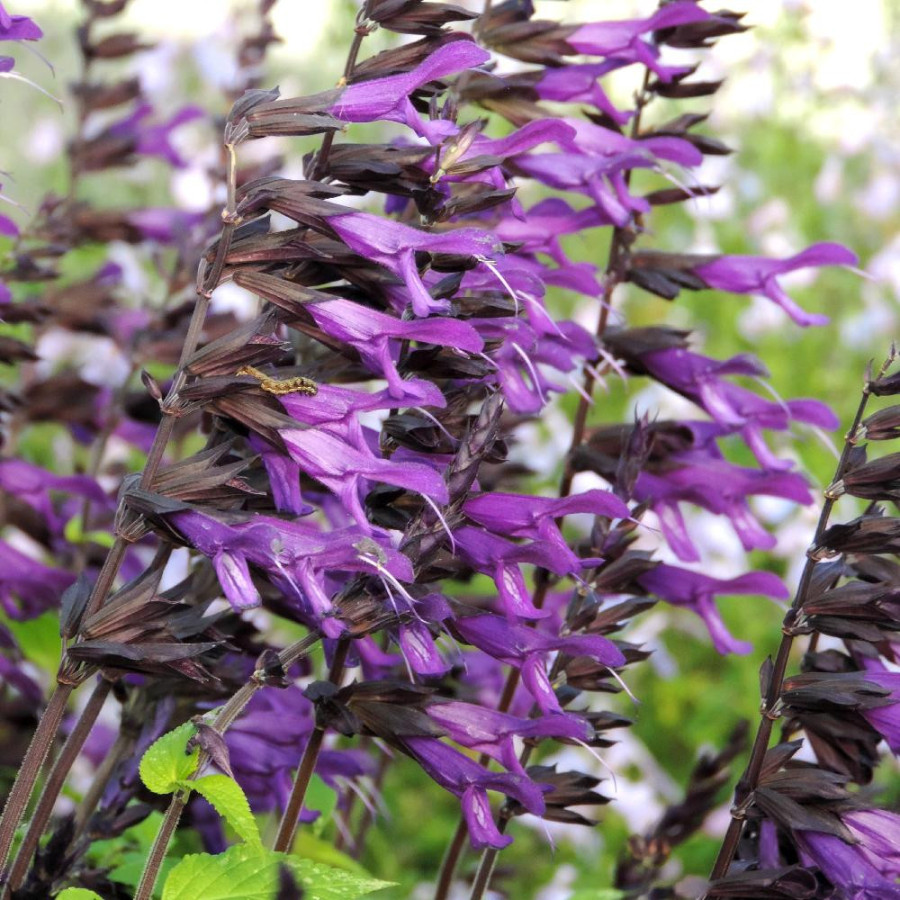 Plantes Vivaces SALVIA 'Amistad' ® - Sauge en vente - Pépinière Lepage .