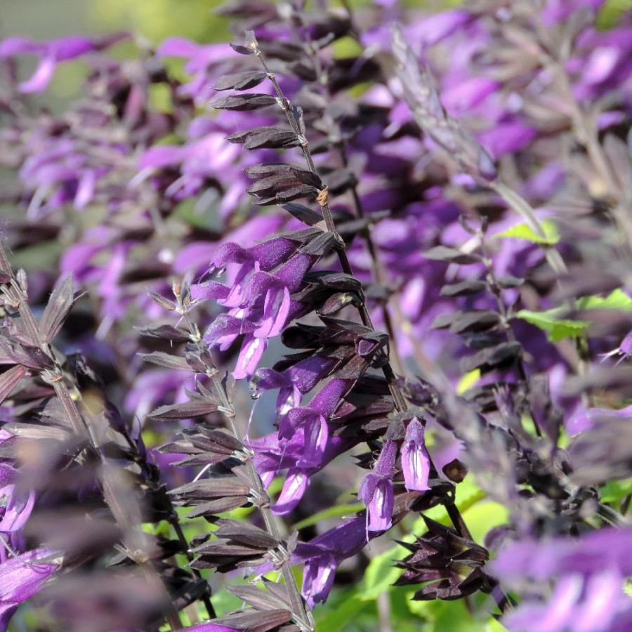 Plantes Vivaces SALVIA 'Amistad' ® - Sauge en vente - Pépinière Lepage .