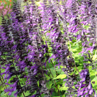 Plantes Vivaces SALVIA 'Amistad' ® - Sauge en vente - Pépinière Lepage .