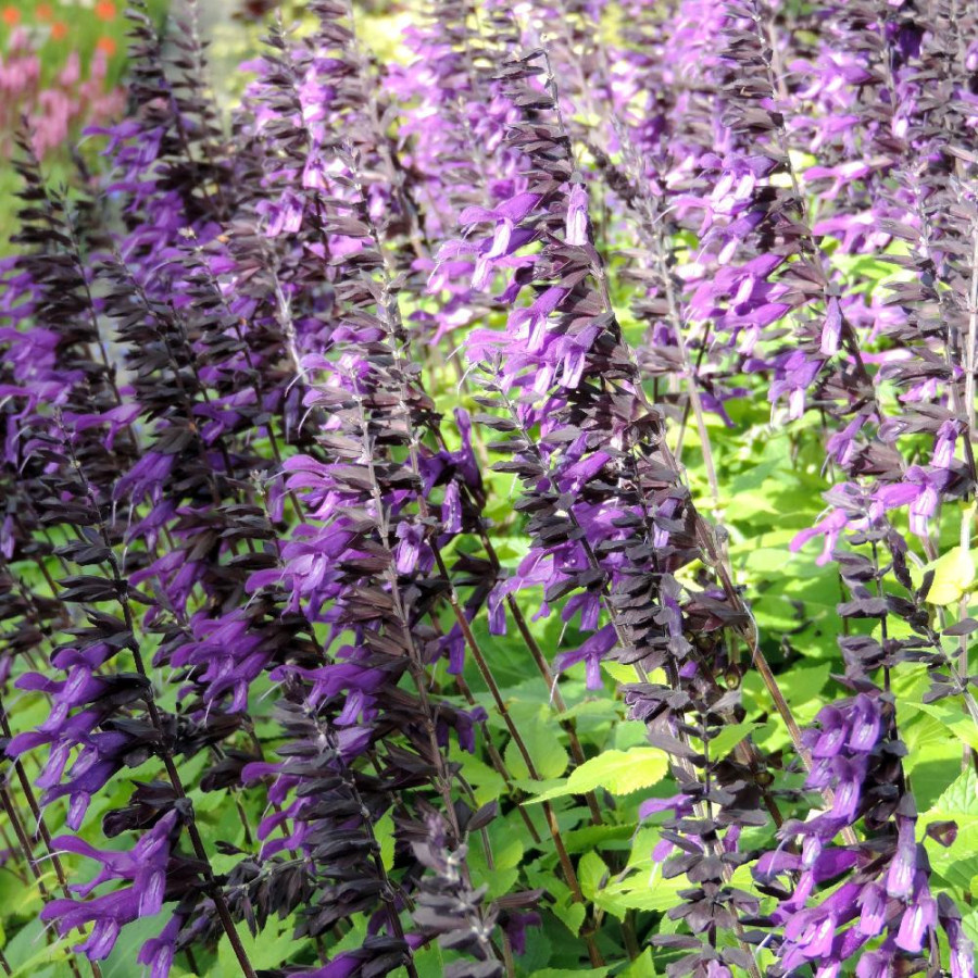 Plantes Vivaces SALVIA 'Amistad' ® - Sauge en vente - Pépinière Lepage .