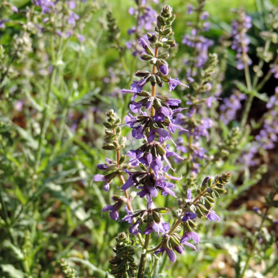 SALVIA 'Carina'
