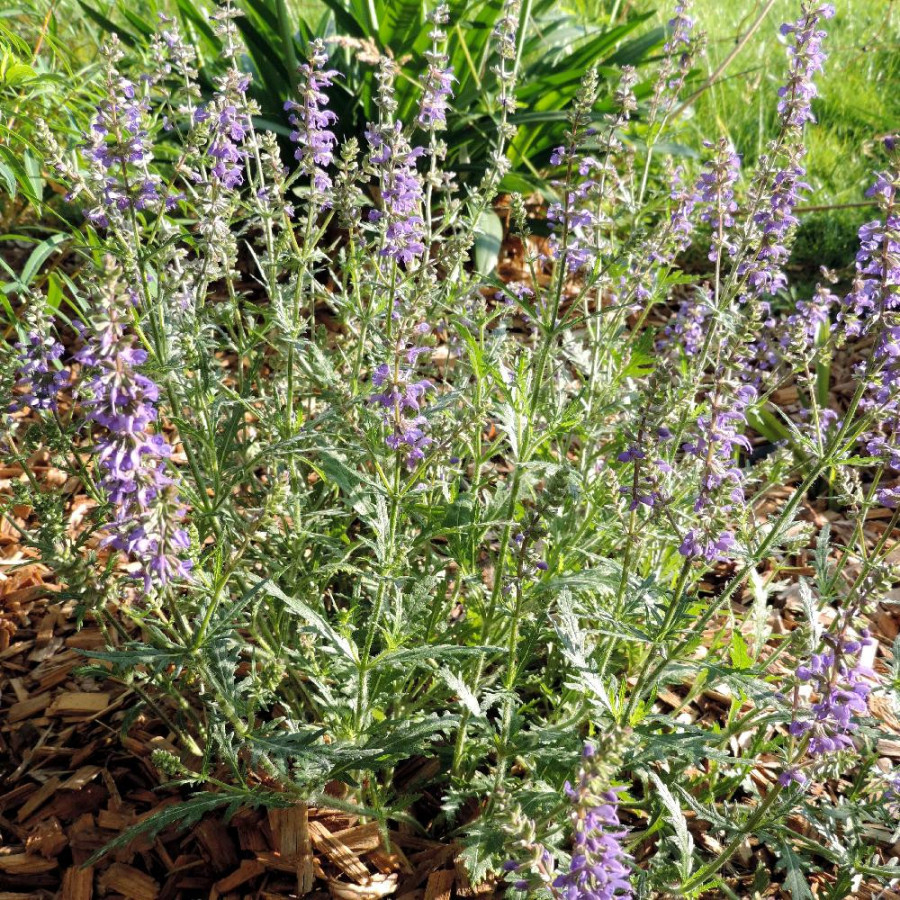 SALVIA 'Carina'