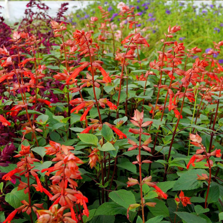 SALVIA 'Ember's Wish'